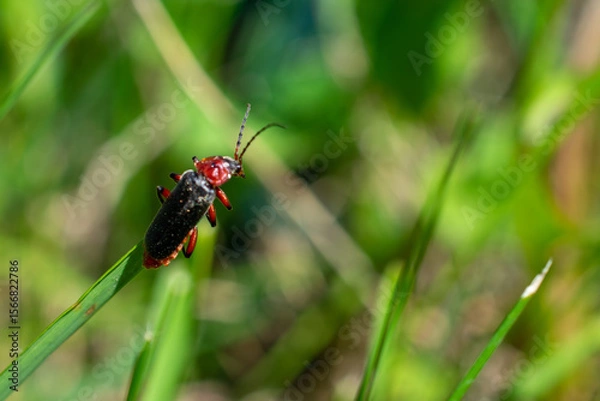 Fototapeta Macro shot of a soldier beetle perched on a blade of grass, vibrant natural green background in soft focus.