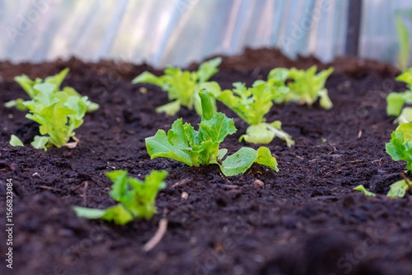 Fototapeta Small garden of lettuce plants is growing in a dirt field. The plants are young and green, and they are scattered throughout the field. The dirt is rich and fertile.