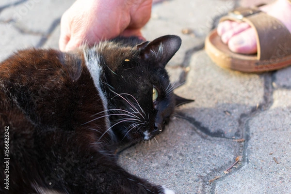 Fototapeta Black and white cat laying on the ground. A person is petting the cat. A pair of sandals is visible behind the cat.