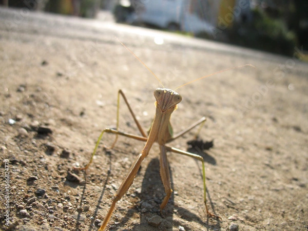 Fototapeta カマキリ