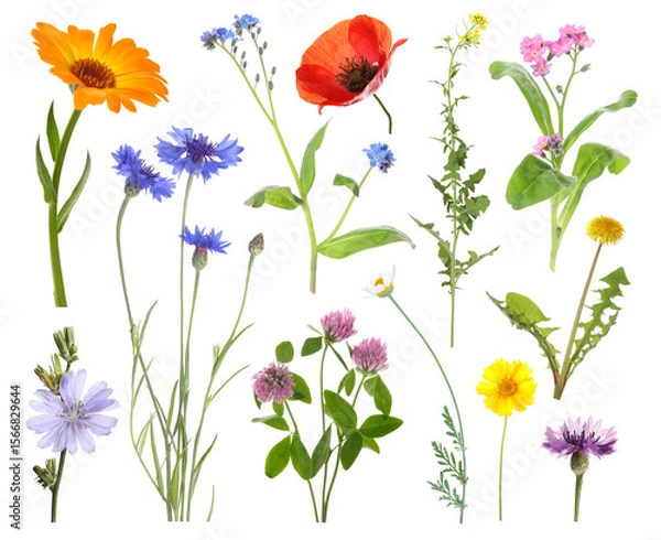 Fototapeta Wildflowers on white background, set. Different blooming plants
