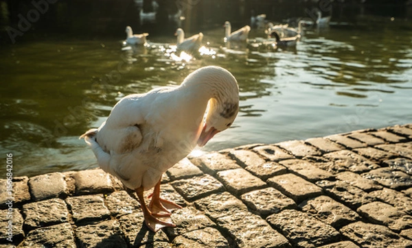 Fototapeta A white duck is standing on a brick walkway near a pond
