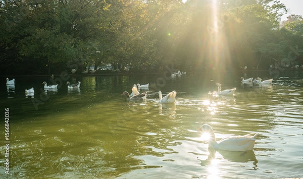 Fototapeta A group of ducks are swimming in a pond