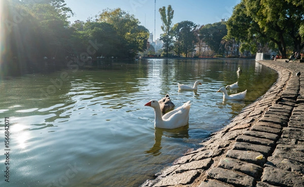 Fototapeta A group of ducks are swimming in a pond