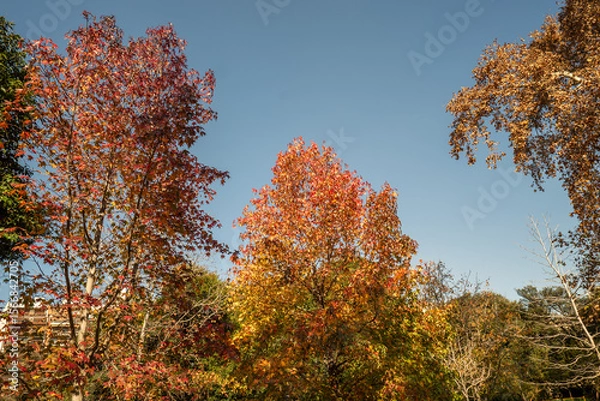 Fototapeta A tree with leaves that are yellow and green