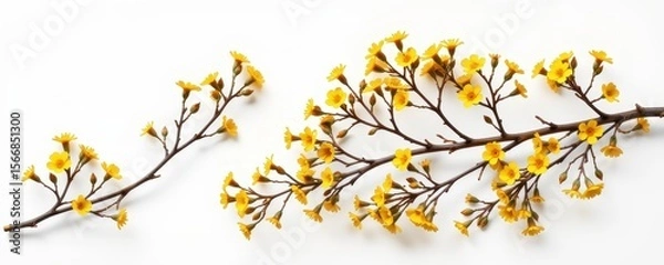 Obraz Yellow Flower Branches on White Background for Nature Photography