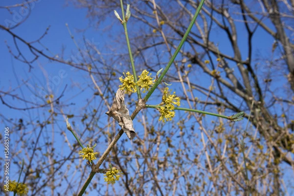 Obraz Cornus mas in bloom
