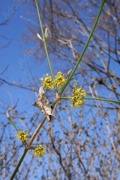 Obraz Cornus mas in bloom