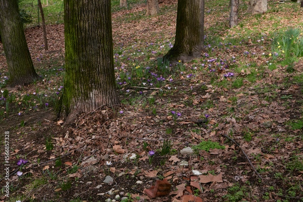 Obraz Crocus flowers