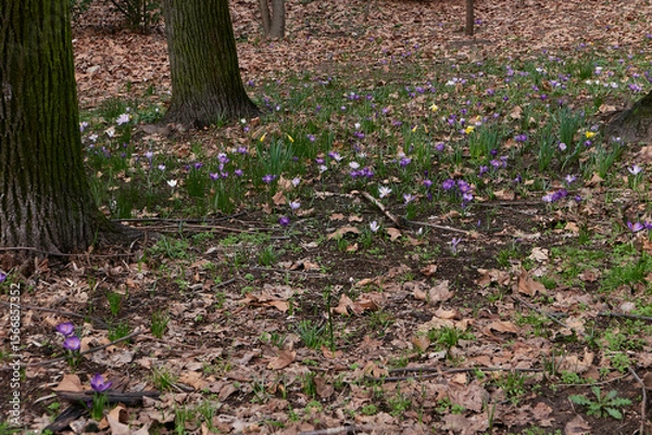 Obraz Crocus flowers