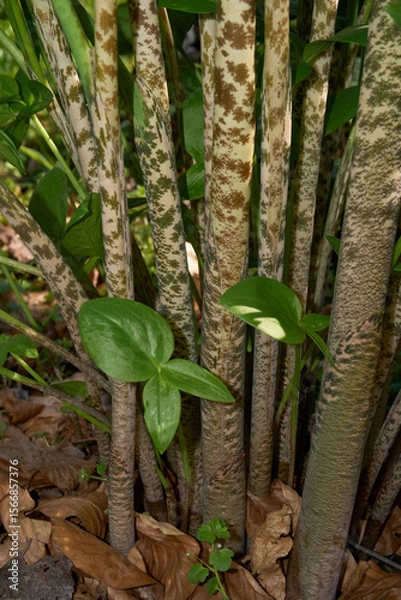 Obraz Dracunculus vulgaris plant 