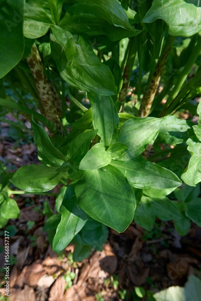 Obraz Dracunculus vulgaris plant 