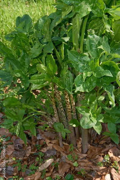 Obraz Dracunculus vulgaris plant 