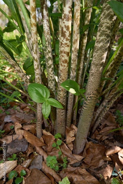 Obraz Dracunculus vulgaris plant 