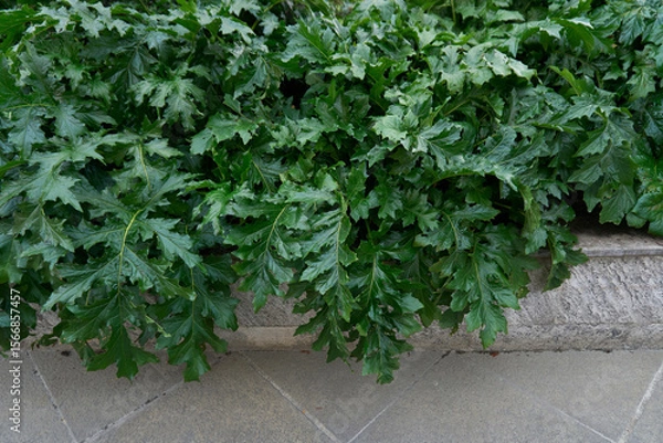 Obraz Acanthus mollis 