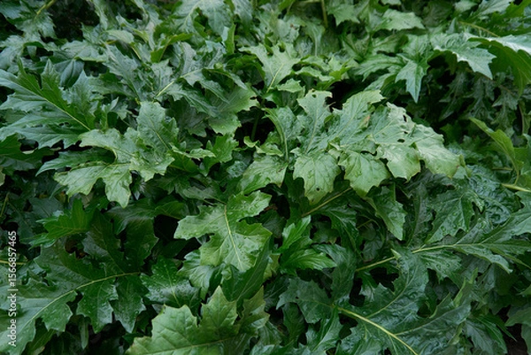 Obraz Acanthus mollis 