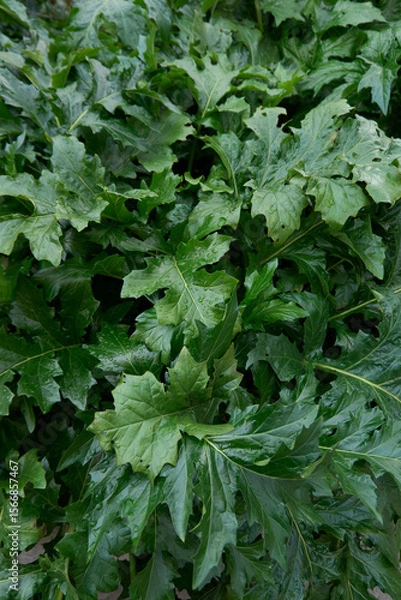 Obraz Acanthus mollis 