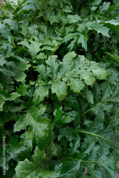 Obraz Acanthus mollis 
