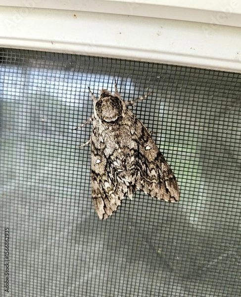 Fototapeta Waved sphinx moth on window screen