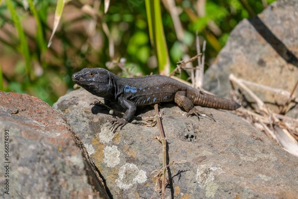 Fototapeta Close up Tenerife lizard siting on a rock on green background. Beautiful lizard is resting outdoor on the rock in sunny day. Gallotia galloti reptile has dark scales with blue markings	