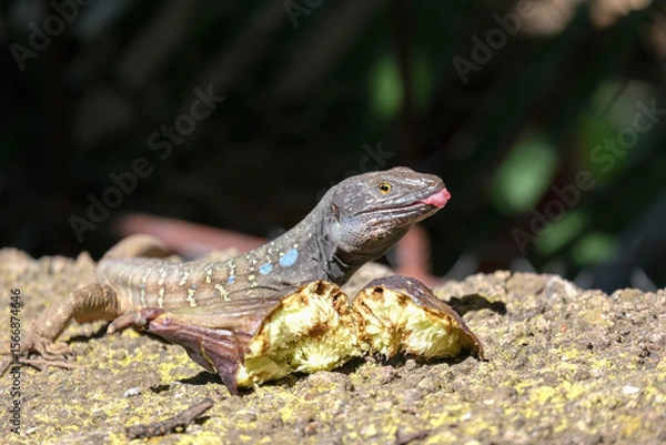 Fototapeta Close up of Tenerife lizard, Gallotia galloti reptile feeding on ripe fig on stone. Rare moment of herbivorous behavior captured in nature. Wildlife, ecology, education, tropical environment themes.	
