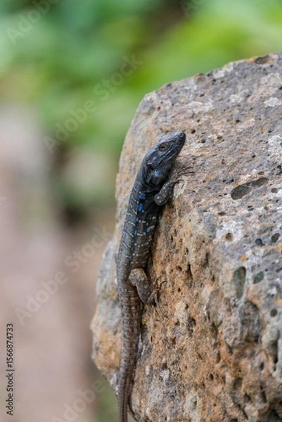 Fototapeta Close-up of Tenerife lizard climbing on a textured rock in natural outdoor setting. Gallotia galloti reptile has dark scales with blue markings and is surrounded by a soft, blurred green background.