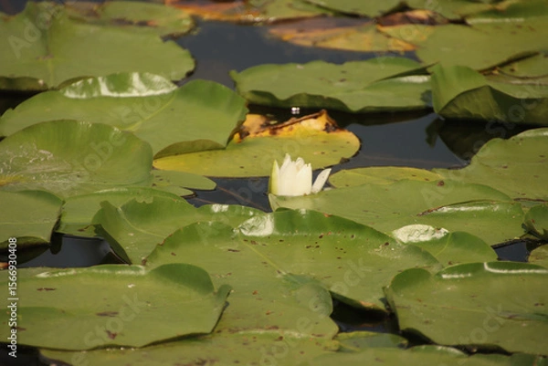 Obraz Lily on a Lily Pad