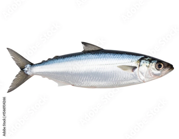 Fototapeta Whole Fresh Boal Fish with Smooth Silvery Body, isolated on a transparent background