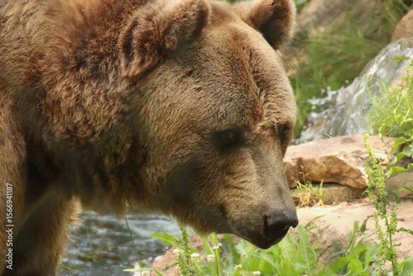 Obraz brown bear in zoo