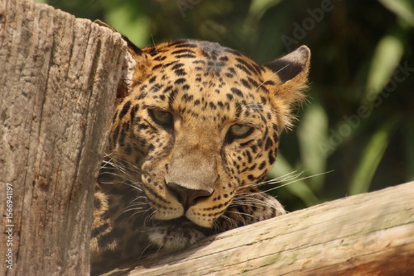 Obraz close up of a leopard