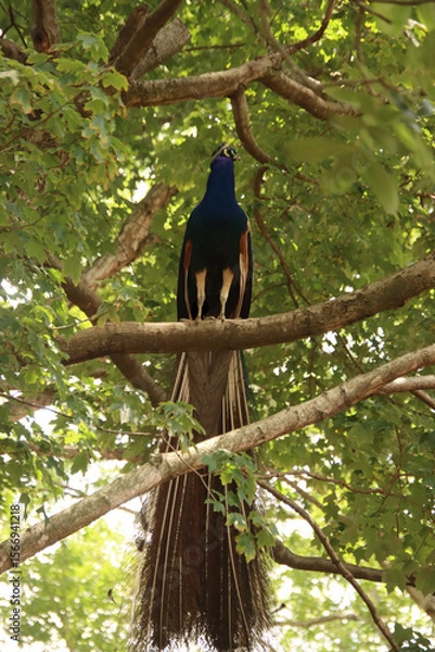 Obraz Peacock in a tree