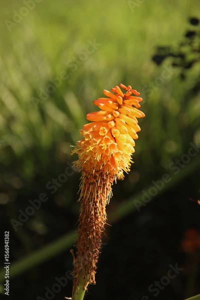 Obraz Torch Lily