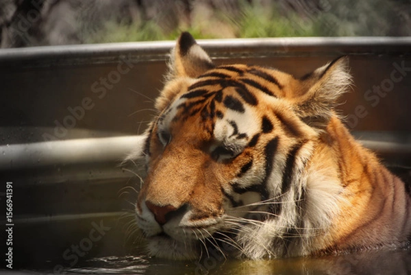 Obraz tiger in the water