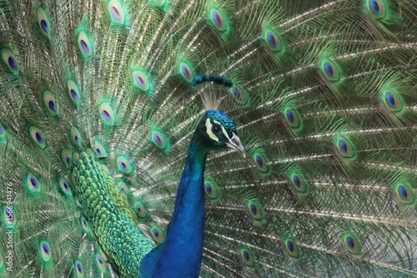 Obraz peacock with feathers