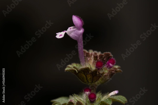 Obraz Henbit Deadnettle