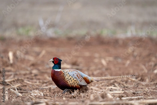 Obraz Ring Necked Pheasant