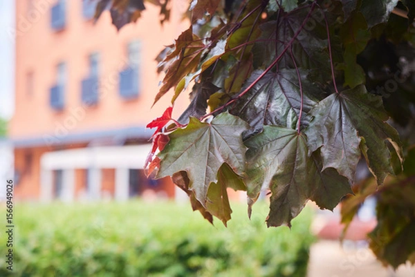 Fototapeta Dark red maple leaves on the background of a modern building