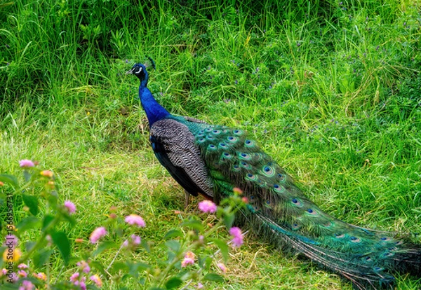 Fototapeta Peacock