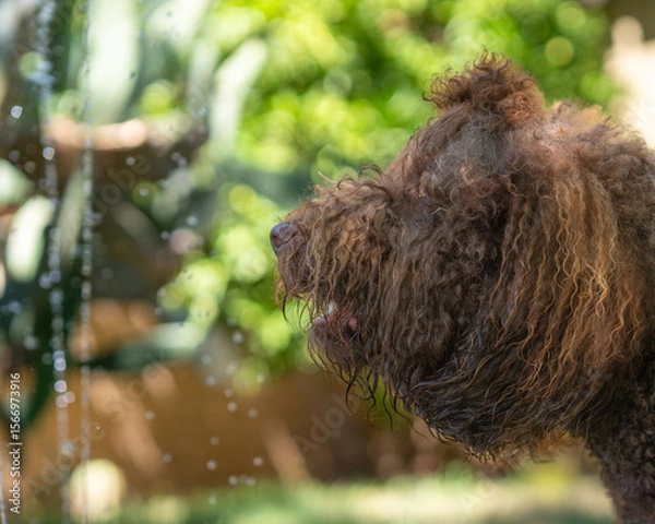 Fototapeta A barbet dog enjoying water from a fountain.