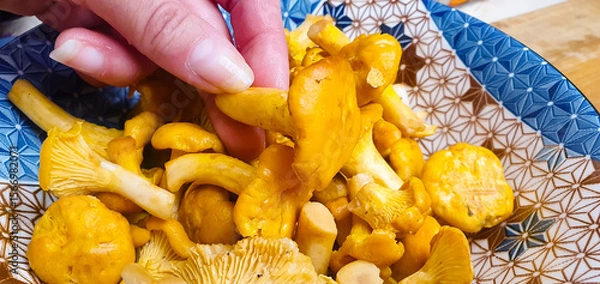 Obraz Chanterelle mushrooms raw,uncooked fresh chanterelles close-up, Cantharellus cibarius mushrooms for cooking.