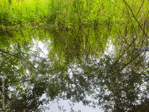 Obraz Overgrown pond with trees, swamp, marsh, swampy area, marshland close-up of the swamp water.