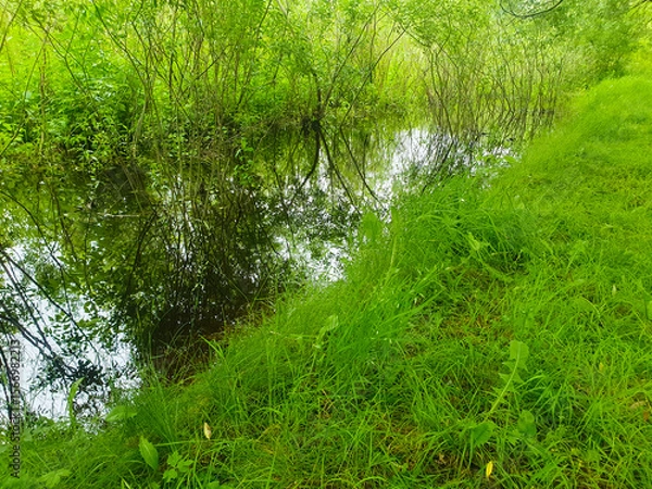 Obraz Overgrown pond with trees, swamp, marsh, swampy area, marshland close-up of the swamp water.