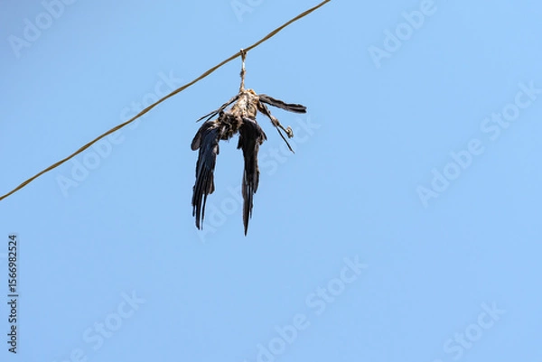 Fototapeta A bird that died from electric shock is hanging upside down on an overhead power line wire, one of its legs is wrapped around the wire, its body is severely damaged by a burn, presumably it is a rook.