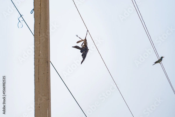 Fototapeta A bird that died from electric shock is hanging upside down on an overhead power line wire, one of its legs is wrapped around the wire, its body is severely damaged by a burn, presumably it is a rook.