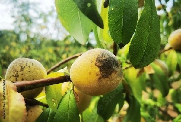 Fototapeta Sickness Peach on the branch. Unripe Disease Peach on the branch