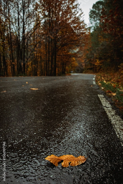 Fototapeta Autumn leaf on a wet road in a forest, concept of loneliness, space for text