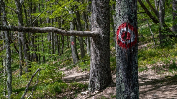 Obraz Trail markers with red dot and circle signs in forest for hikers