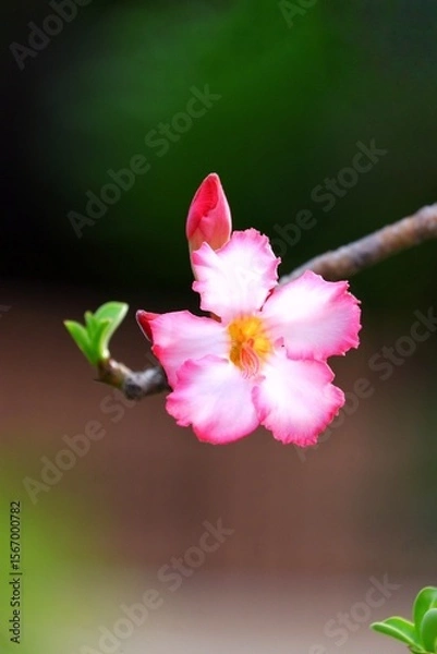 Obraz A beautiful pink Adenium flower or desert rose blossom in a garden