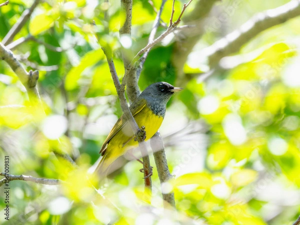 Fototapeta MacGillivray's Warbler (Geothlypis tolmiei) perched on a branch among vibrant green foliage in a sunlit forest setting
