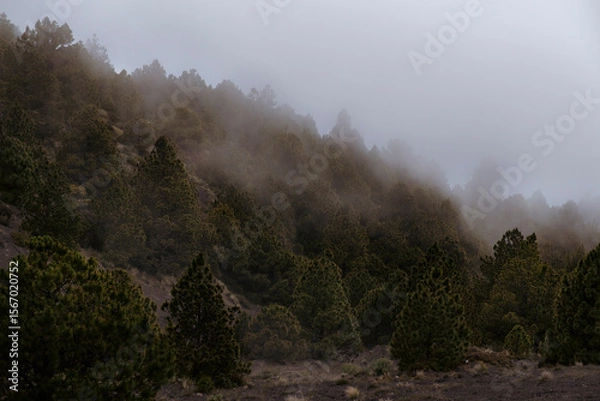 Obraz Bosque con neblina